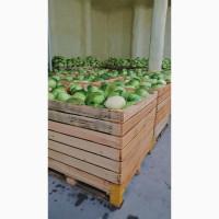Продам Капуста білокачана оптом 200+тон