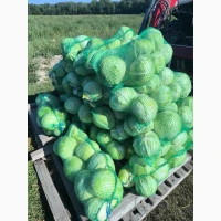 Продам капусту центурион агресор