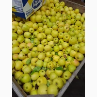 Продам яблуко сорт Голден, фуджі, ред принц, ред чіф, гала розмір 6.5