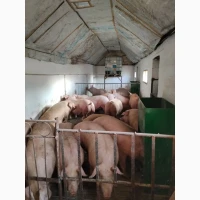 Продам свині з доставкою