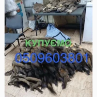 Куниця купуємо дорого