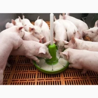 Продам поросята(мʼясна селекція)