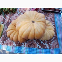 Продам солодкий кабак