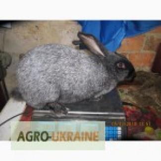 Продам кролей Полтавское серебро