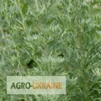 Полынь горькая трава Полин гіркий трава