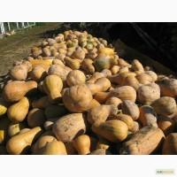 Продам гарбуз на кашу (солодкий)