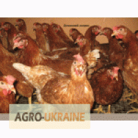 Продам куры-несушки