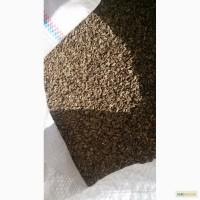 Продам семена эхинацеи