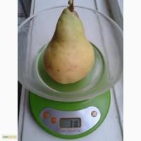 Саженцы груши Ноябрьская