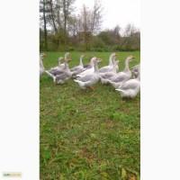 Продам гусей холмогорской породы