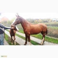 Продам кобилу з лошаком