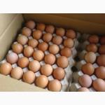 Продам яйца куриные фермерские, хорошее качество