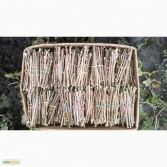 Черенки черной смородины Рубен. Отличное качество