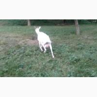 Продається коза