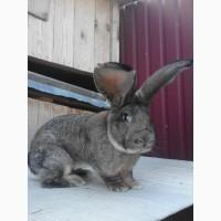 Продам молодого самця породи Фландр, лінія Knappe. Вік 8 міс. Вага-8, 3кг. Вухо-22см