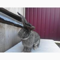 Продам молодого самця породи Фландр, лінія Knappe. Вік 8 міс. Вага-8, 3кг. Вухо-22см