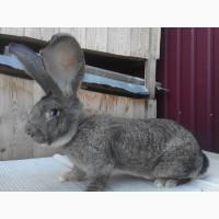 Продам молодого самця породи Фландр, лінія Knappe. Вік 8 міс. Вага-8, 3кг. Вухо-22см