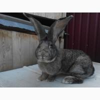 Продам молодого самця породи Фландр, лінія Knappe. Вік 8 міс. Вага-8, 3кг. Вухо-22см