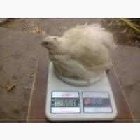 Перепела Техасский бройлерный. Инкубационные яйца