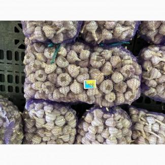 Продам часник озимий на посадку