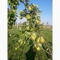 Продам груші