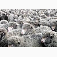 Продажа Целостно-имущественного комплекса по производству животноводческой продукции