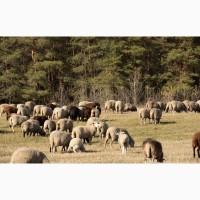 Продажа Целостно-имущественного комплекса по производству животноводческой продукции