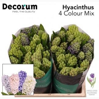 Hyacinth, Геацинт, ОПТ, Киев, к 8 Марта, Украина