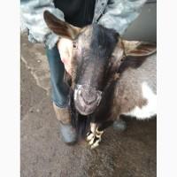 Продам елітного альпійського козла