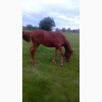 Продам молоду лошицю