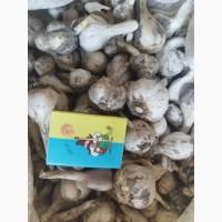 Продаю часник озимий і ярий середній на посадку 1 репродукції(вирощенний з насіння)