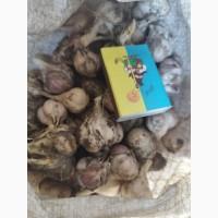 Продаю часник озимий і ярий середній на посадку 1 репродукції(вирощенний з насіння)