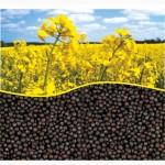 Ріпак СОЛО, посівний матеріал, НААН