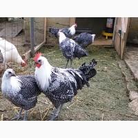 ПРОДАЕМ ИНКУБАЦИОННОЕ ЯЙЦО, яйца, Брекель, серебро, чистокровные