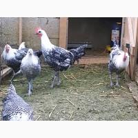 ПРОДАЕМ ИНКУБАЦИОННОЕ ЯЙЦО, яйца, Брекель, серебро, чистокровные
