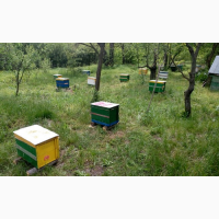 Продам пчелопакеты, пчелосемьи