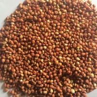 Sorghum FOB ports of Black sea