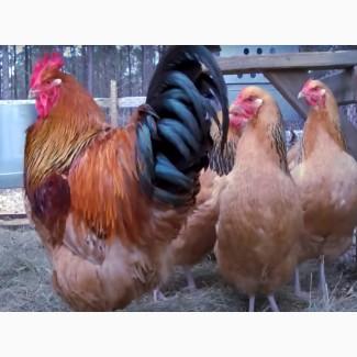 Суссекс золотистого окраса! Продаем Инкубационное яйцо