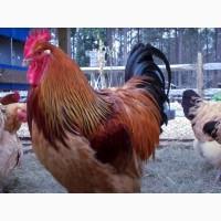 Суссекс золотистого окраса! Продаем Инкубационное яйцо