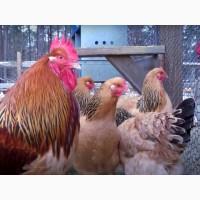 Суссекс золотистого окраса! Продаем Инкубационное яйцо