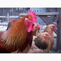 Суссекс золотистого окраса! Продаем Инкубационное яйцо