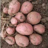 Картофель Беллароза на посадку