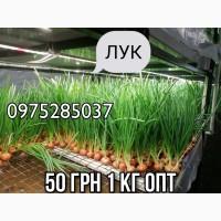 ПРОДАМ ЛУК (Перо)35-45 грн /кг Днепр