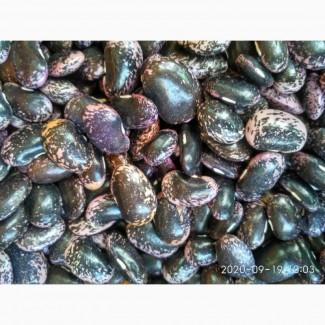 Квасоля бандоля кольорова