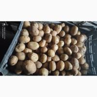 Продам семеную картошку сорт Ривьера