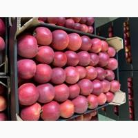 Продам яблука з холодильника відмінної якості, оброблені smart-fresh