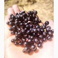 Продам бузину 200 кг Харьковская область