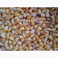 Продам кукурудзу