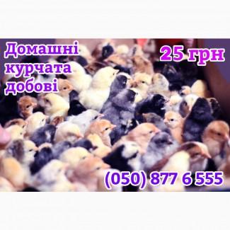 Домашні добові різнокольорові курчата асортимент