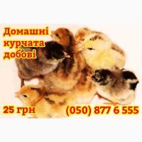 Домашні добові різнокольорові курчата асортимент